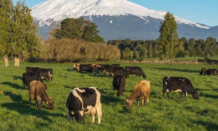 Lecheros trabajan en desarrollar aplicación para mejorar la sustentabilidad en los campos