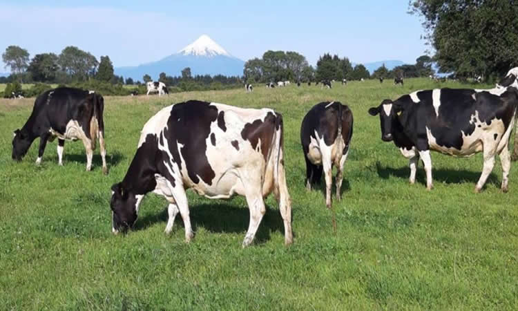 Recepción nacional de leche cruda registra leve mejoría al mes de septiembre