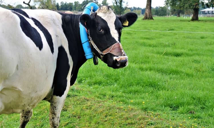 Investigación de INIA: Dietas con pepa de algodón pueden ayudar a mitigar la emisión de metano del ganado lechero a pastoreo
