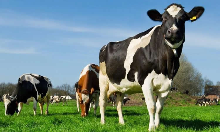 La industria láctea australiana celebra el nuevo acuerdo comercial con Reino Unido