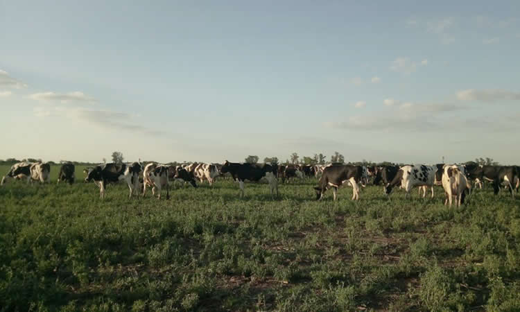 Las vacas y el ciclo biogénico del metano: "no es todo lo mismo" 
