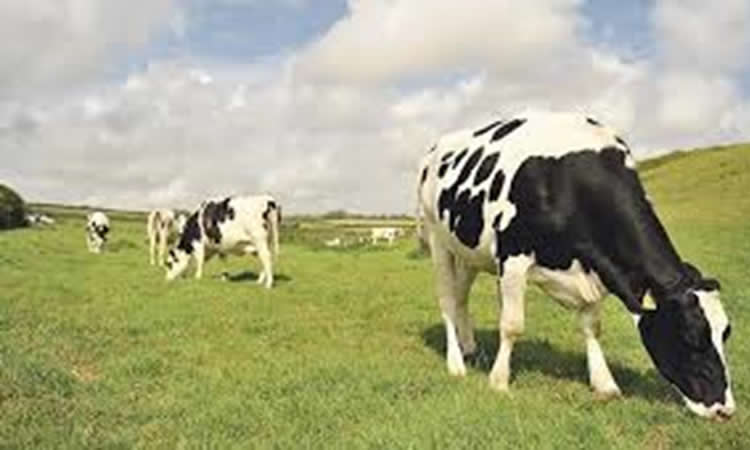 Gigante lácteo europeo incrementará un 40% sus inversiones en sostenibilidad 
