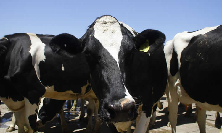 Mercado internacional sigue firme y precios de los lácteos en Fonterra ascienden de manera general  