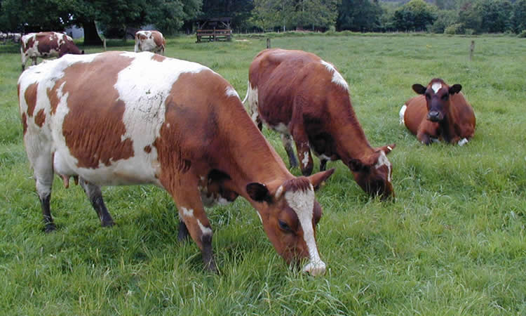 Chile avanza hacia la ganadería verde