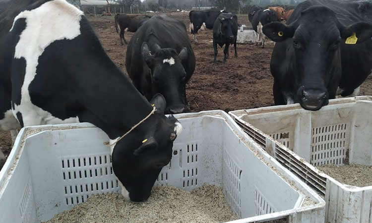 Apoyan con alimentación animal a más de 4 mil productores por emergencia agrícola en Ñuble