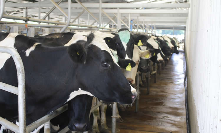 Situación regional: Producción de leche presenta un resultado mixto entre enero – septiembre 