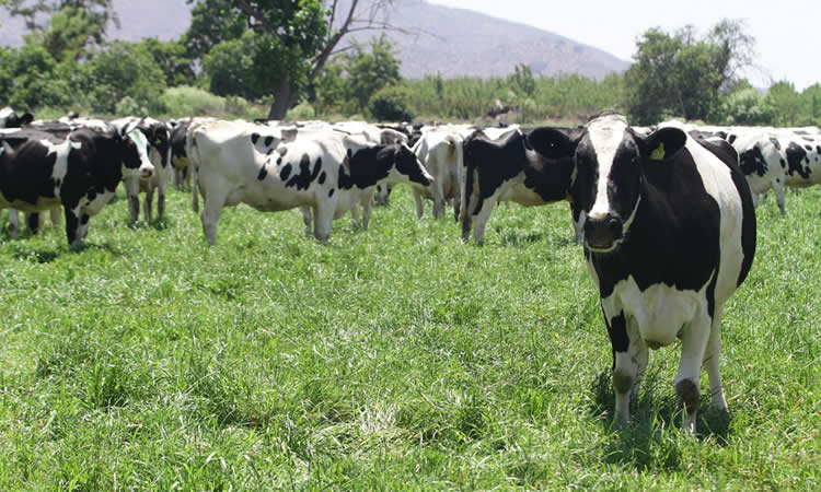 Ranking recepción de leche de la industria láctea al tercer trimestre 