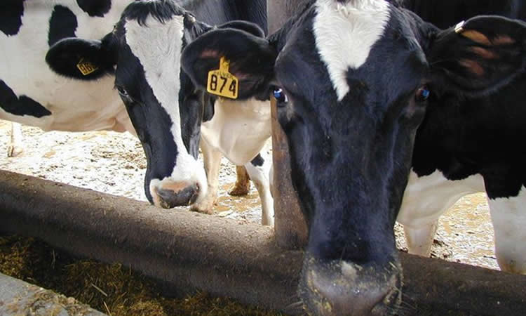 A septiembre, el precio de la leche cruda registra un alza de 5,3% a nivel nacional