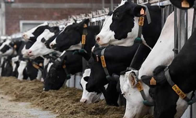 La industria láctea europea se alista para implementar una Política Agrícola Común (PAC)