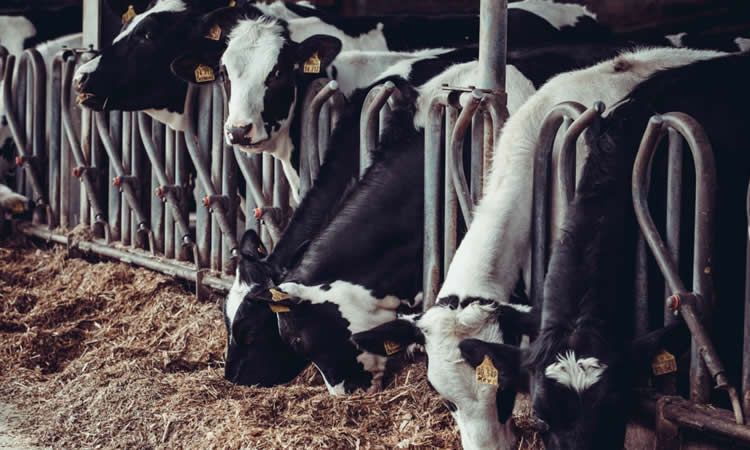 Lecheros en la UE alertan que leche fresca está 'en riesgo' a medida que aumentan los costos de producción