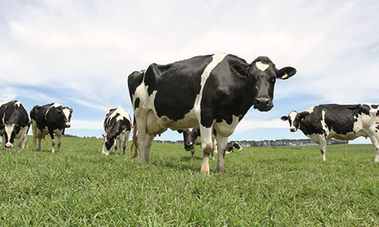 Vacas en Estados Unidos producen menos leche por la reducción que tienen en sus alimentos