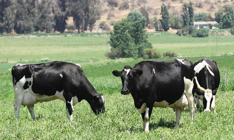  Presidente de Fedeleche advierte aumento de la brecha entre costos de producción y precio de la leche