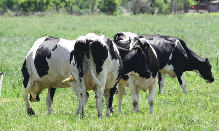 La recepción nacional de leche acumula a octubre un incremento de apenas un 0,3% respecto 2020 