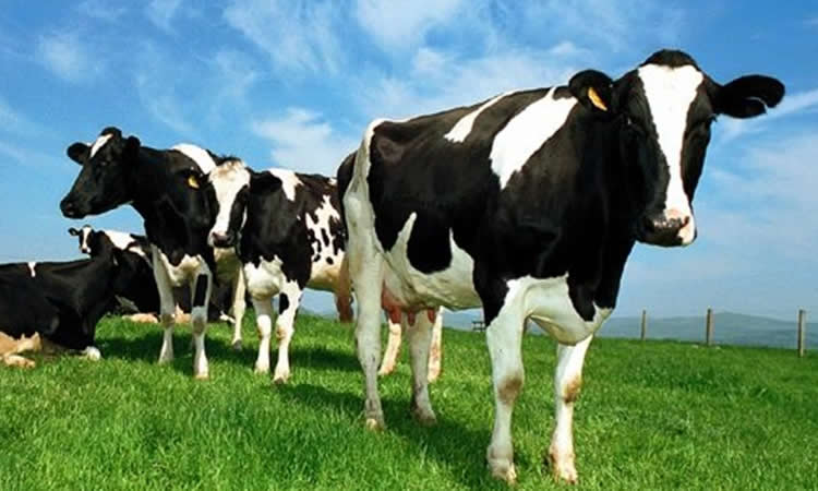 Radiografía de la industria láctea de Australia analiza presente y futuro del sector  