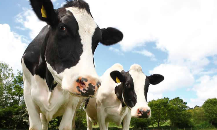 Este es el secreto para que las vacas den más leche, según investigadores colombianos