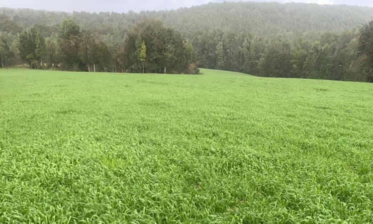 Una apuesta para capturar un billón de toneladas de carbono