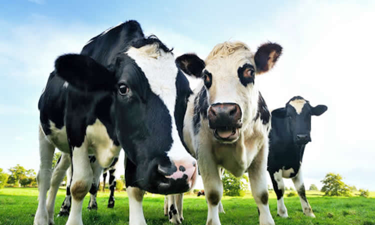 La producción mundial de leche registra variación de un 0,7% entre enero y septiembre 2021 