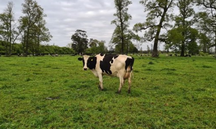 La nueva forma de producir leche, cuidando al animal y a su entorno