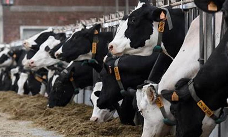 Perspectivas europeas prevén una desaceleración de la producción de leche en la próxima década   