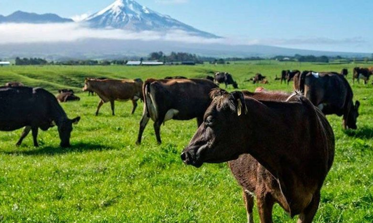 La superficie mundial de tierras para pastoreo y forrajes se redujo en 191 millones de hectáreas – FAO