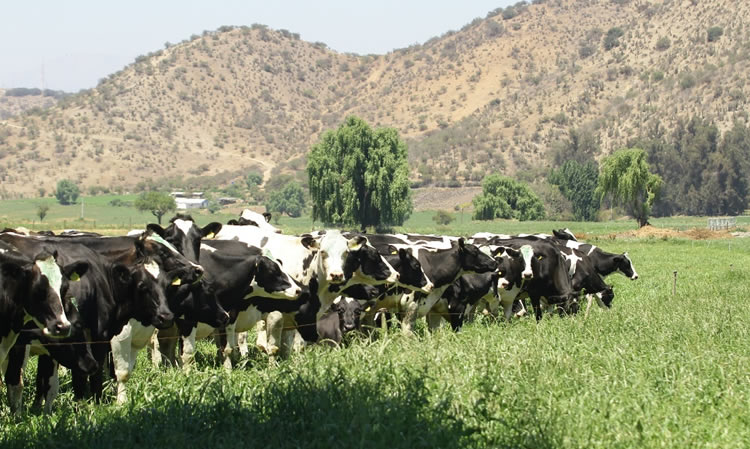 Una correcta nutrición ayuda a mitigar los efectos del calor en los rumiantes