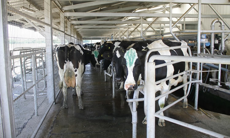 Ranking de la industria láctea revela un comportamiento mayormente a la baja en la compra de leche cruda