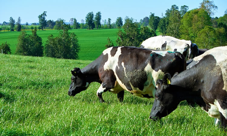 Situación regional: Producción de leche sigue registrando un resultado mixto entre enero – octubre