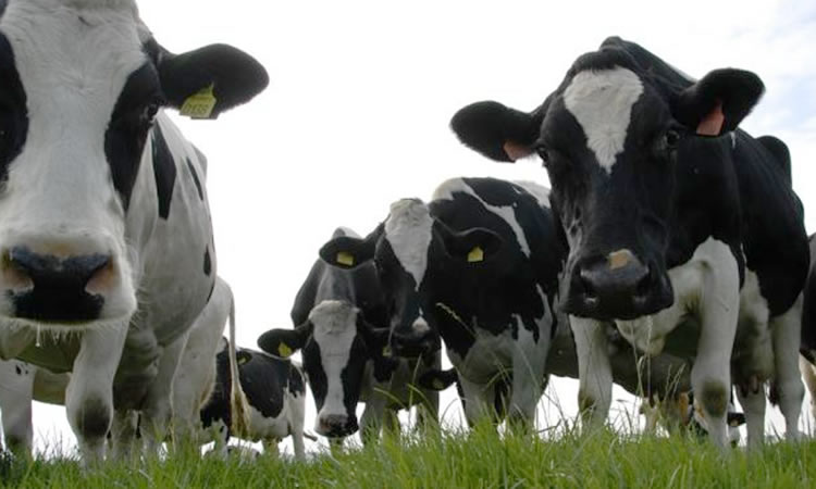 Se está desacelerando la producción global y fortalecen los valores de los productos lácteos 