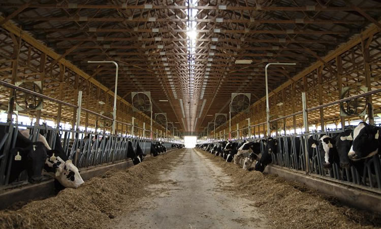 El número de vacas lecheras sigue disminuyendo en Estados Unidos 