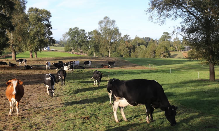 Lecheros y experto prevén verano seco con alto costo de producción