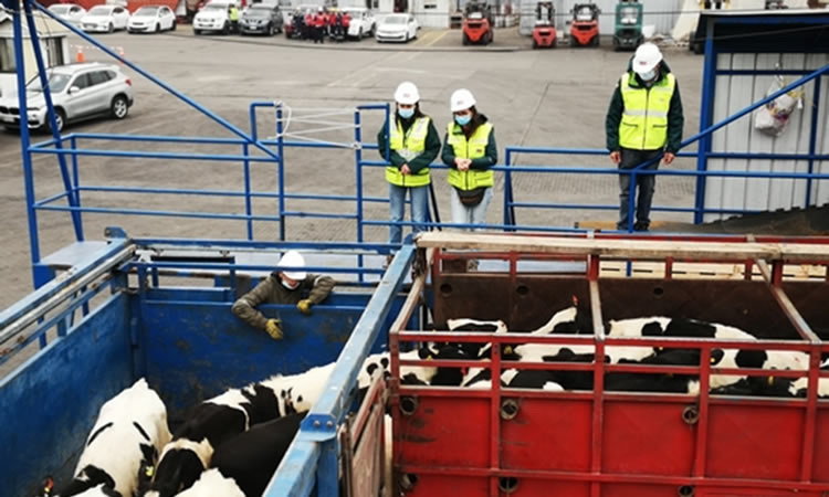 Casi 4 mil vaquillas en pie fueron enviadas a China, en quinto embarque certificado por SAG que sale de Talcahuano