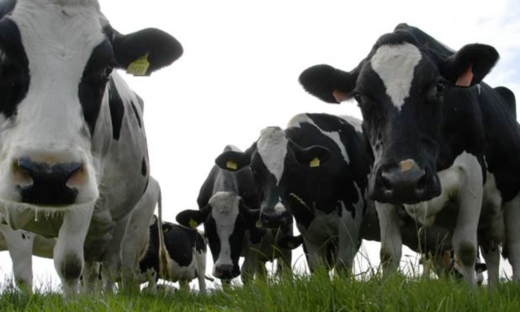 Producción mundial de leche registra una caída del 0,23% en 2022