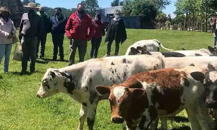 Promueven red de crianceros de terneros de lechería