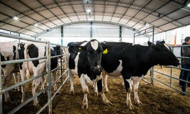 Uruguay: Bajó el endeudamiento de los productores y la industria láctea colocó el 72% de la producción en el exterior