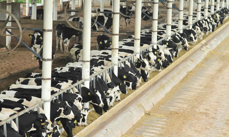 Brasil: el sector lácteo está marcado por precios altos y baja rentabilidad en 2021