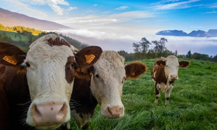 Nueva Zelanda: la producción de leche en enero cayó 6,1% interanual