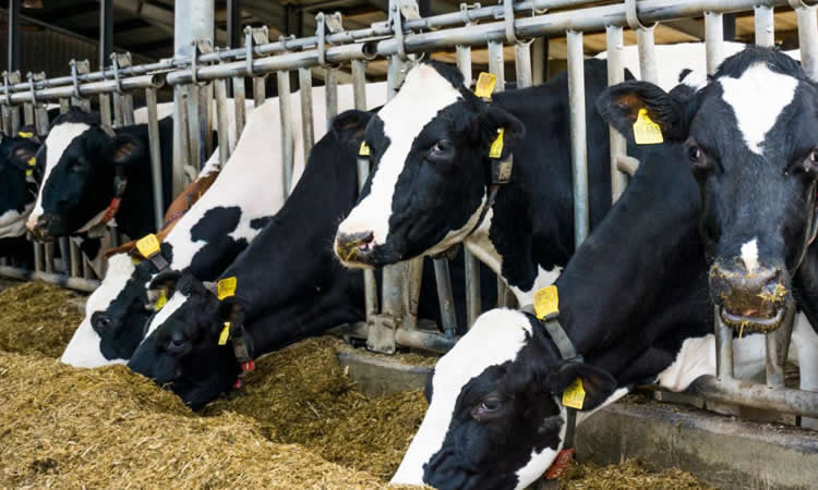 Tecnologías para mejorar la eficiencia y sustentabilidad en la alimentación de vacas lecheras
