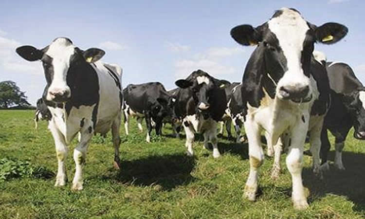 Los mercados lácteos se fortalecen a medida que la demanda sigue firme y las perspectivas de producción mundial son moderadas 