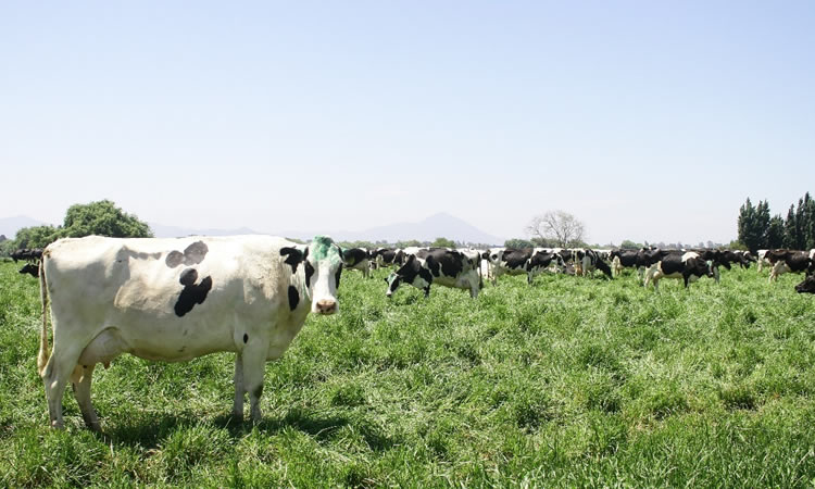 Recepción nacional de leche cruda acumula alza 2,0% al mes de agosto