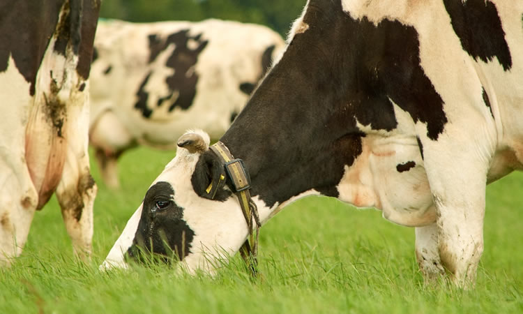 Por qué el bienestar animal es clave para que la producción de lácteos sea sustentable