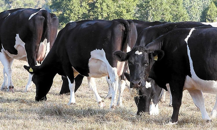 Cómo enfrentar el freno de los créditos