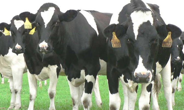 Argentina: El horizonte del negocio lechero comenzó a llenarse de luces amarillas