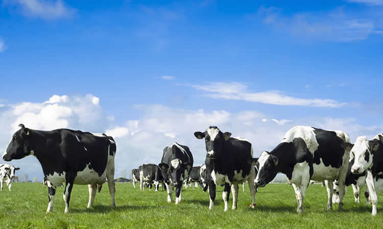 Sustentabilidad y sector lácteo: Los desafíos para 2022