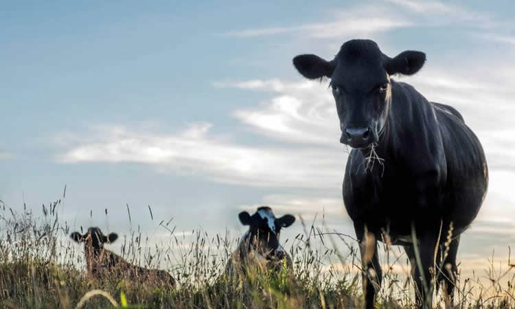 Australia: La temporada 2021-22 está "en camino" de obtener nuevamente resultados fuertes para la industria láctea  