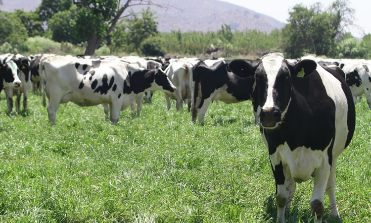 La recepción nacional de leche cruda registra a noviembre una leve variación  