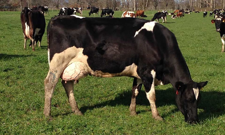 Evalúan beneficios de inclusión de algas en dieta de vacas lecheras