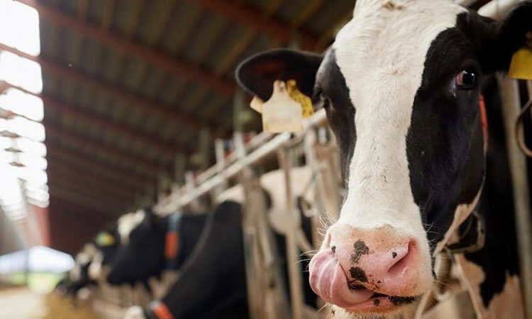 FAO: Aumentan las cotizaciones internacionales de los lácteos gracias a la fuerte demanda mundial