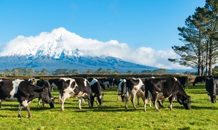 Fonterra revisa a la baja pronóstico de recolección de leche en Nueva Zelanda 