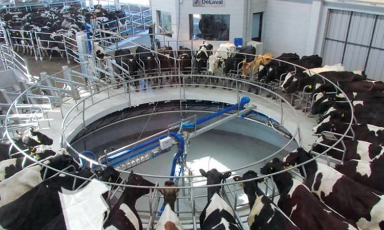 El USDA proyecta que Argentina será uno de los países que más aumentará la producción de leche en 2022