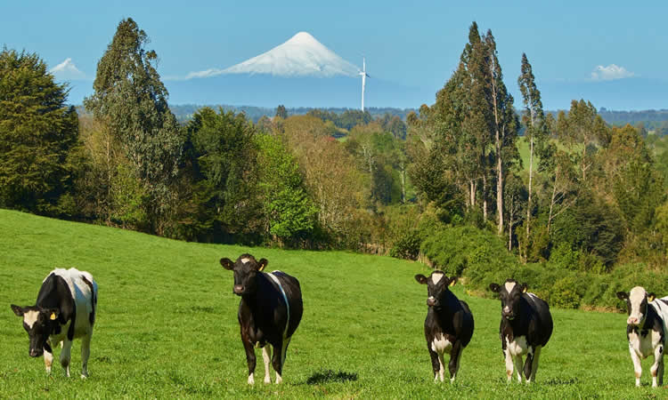 Lácteos Osorno fortalece políticas de transparencia